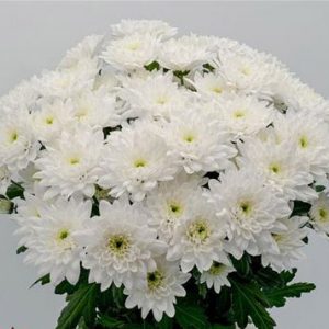 EF0002 Chrysanthemum White-0