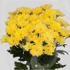 Chrysanthemum Yellow - EF0001
