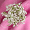 Jasmine - LF0014