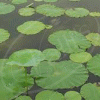 Lotus Leaf - LG0011