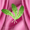 Mango Leaf - LG0014