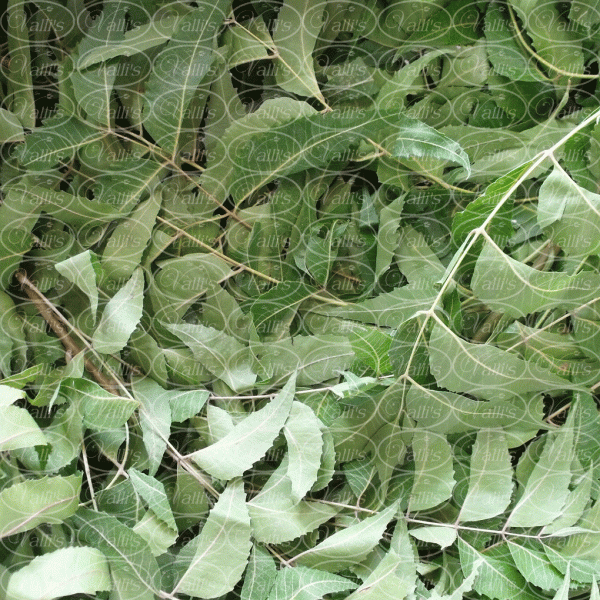 Neem Leaf - LG0023