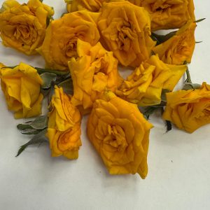 Button Rose - LF0050